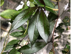 Hoya lacunosa "Tove"