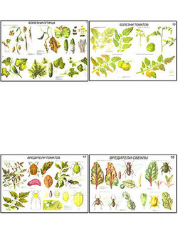 Плакаты ПРОФТЕХ "Вредители и болезни овощных культур" (17 пл, винил, 70х100)