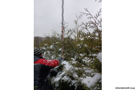 Фото туи Брабант 220 см - лучший выбор для сада