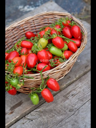 Томат Красный клык, 10 шт.