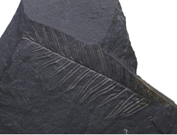 Отпечатки растений на угольном сланце