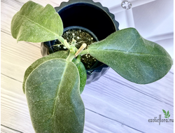 14/02/2025 hoya calicyna