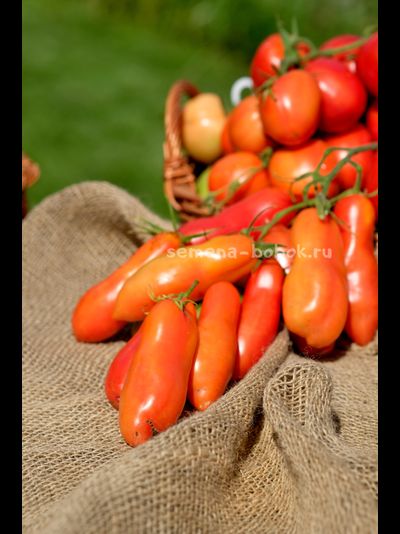 Томат Стрелка, 10 шт