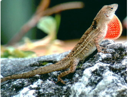 Анолис бурый (Anolis sagrei, или norops sagrei)