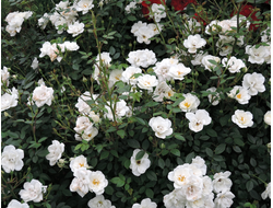 Роза Кент (Kent) ОКС, Сербия