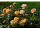 Роза чайно-гибридная Кэндллайт  2-й сорт