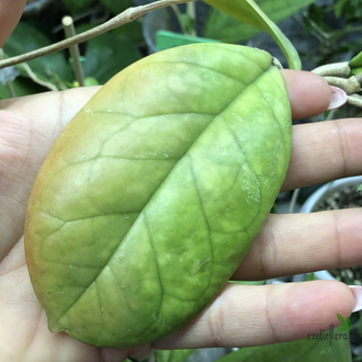 Hoya cv. Viola