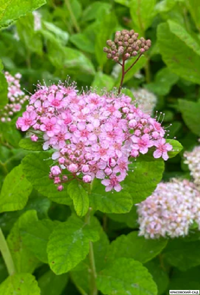 Спирея березолистная Пинк Спарклер