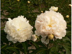 Пион Brother Chuck