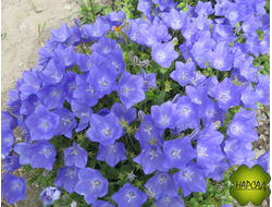 КОЛОКОЛЬЧИК КАРПАТСКИЙ "Пристап Дип Блю"