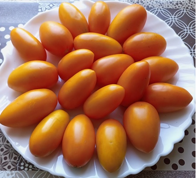 Томат Лисичка