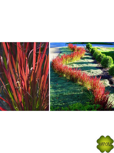 ИМПЕРАТА РЕД БАРОН (КРОВАВАЯ ЯПОНСКАЯ ТРАВА)