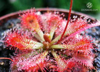 Drosera Spatulata var. Lovellae