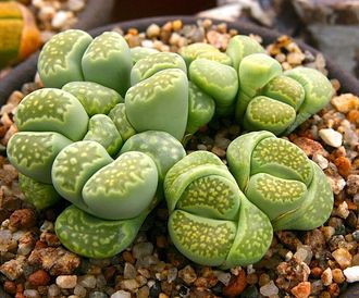 Lithops julii ssp.fulleri cv.fullergreen C56A - 10 семян