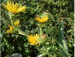 Девясил индийский (Inula racemosa) корень, 1 г - 100% натуральное эфирное масло