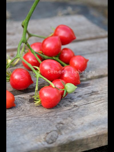 Томат Гибрид Тарасенко, 10 шт