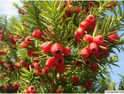 Тис Ягодный - Baccata