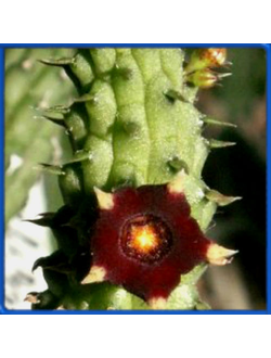 Echidnopsis silicata