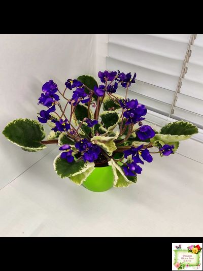 DS-Brian (Dimetris) 2014 г. (пестролистная бастл-листва)