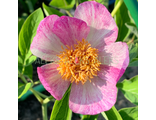 Paeonia caucasica  «Штрих-1»