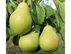 Груша Северянка (ОКС)