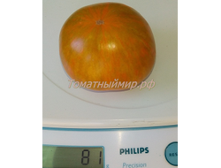 Томат гном Полосатый Джереми (Dwarf Jeremy’s Stripes), США
