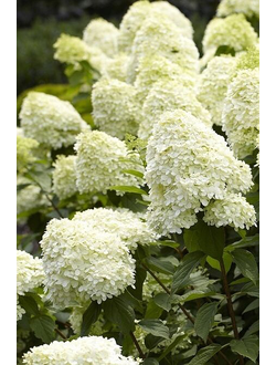 Гортензия метельчатая Limelight