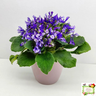 СК-Вьюнок (А.Кузнецов) (2 листа посажены в 1 стак. 24.01.26)