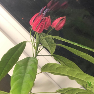 Павония /Pavonia multiflora