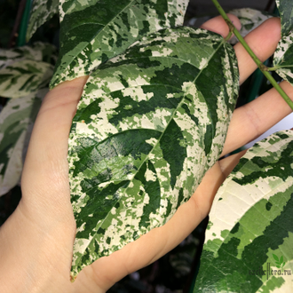 Фикусы - Ficus Erecta variegata / фикус эректа вариегатный