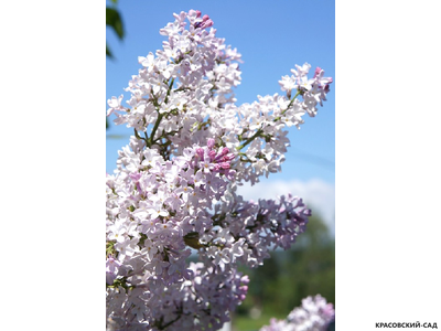 Сирень обыкновенная Красавица Москвы