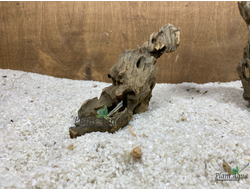 Коряга Мангровая Дракон XS (10-25 см)