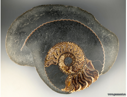 Аммонит, половинка, полированный срез. Россия. 360*280*90мм