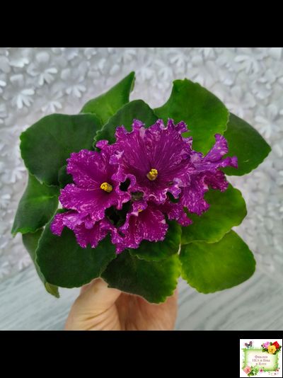 АВ-Тайны Востока (Фиалковод) 2022 г. (детка)