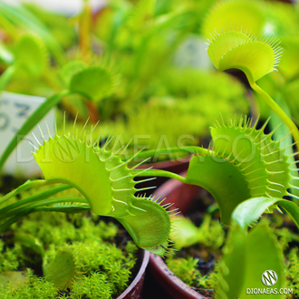 Dionaea muscipula Short teeth