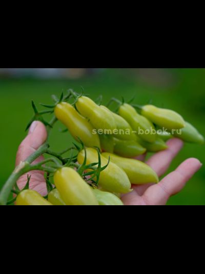 Томат Dancing green fingers (Танцующие Зеленые Пальцы), 10 шт