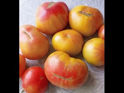 Томат Медовое авеню (Honey avenue)