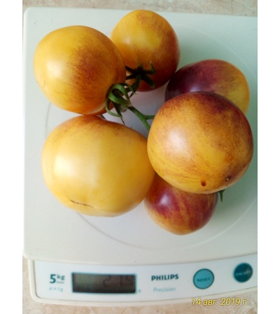 Томат Отличный белый блюз (Великолепный белый блюз, Great white blues)