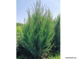 Можжевельник Скай Рокет - Sky Rocket