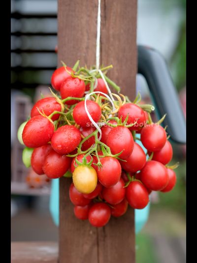 Томат Гроздевой Корбарино ( A Grappoli Corbarino), 10 шт