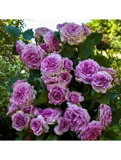 Квиксильвер( Quicksilver)