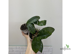 25/07/2025 Hoya Erythrina