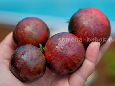 Томат Dwarf Gondwana Lava (Гном Гондвана Лава), 10 шт