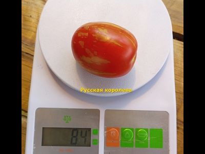 Томат Русская королева (Russian Queen)