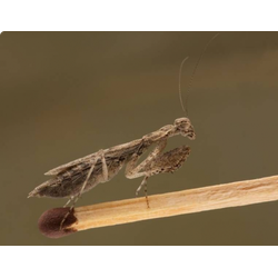 Богомол-крошка (Armene pusilla)