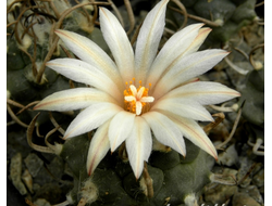 Turbinicarpus jauernigii - 5 семян