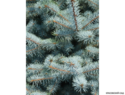 Ель колючая Блю Даймонд