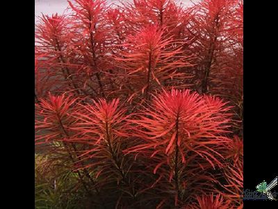 Людвигия Пантанал  (горшок) сухая форма