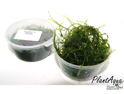 Мох яванский (Vesicularia dubuana)