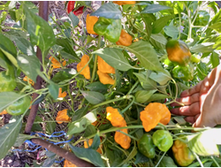 Перец острый Желтый гриб (Mushroom Yellow)